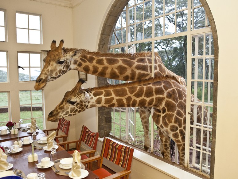 giraffe-manor-nairobi-nairobi-kenya-107763-2